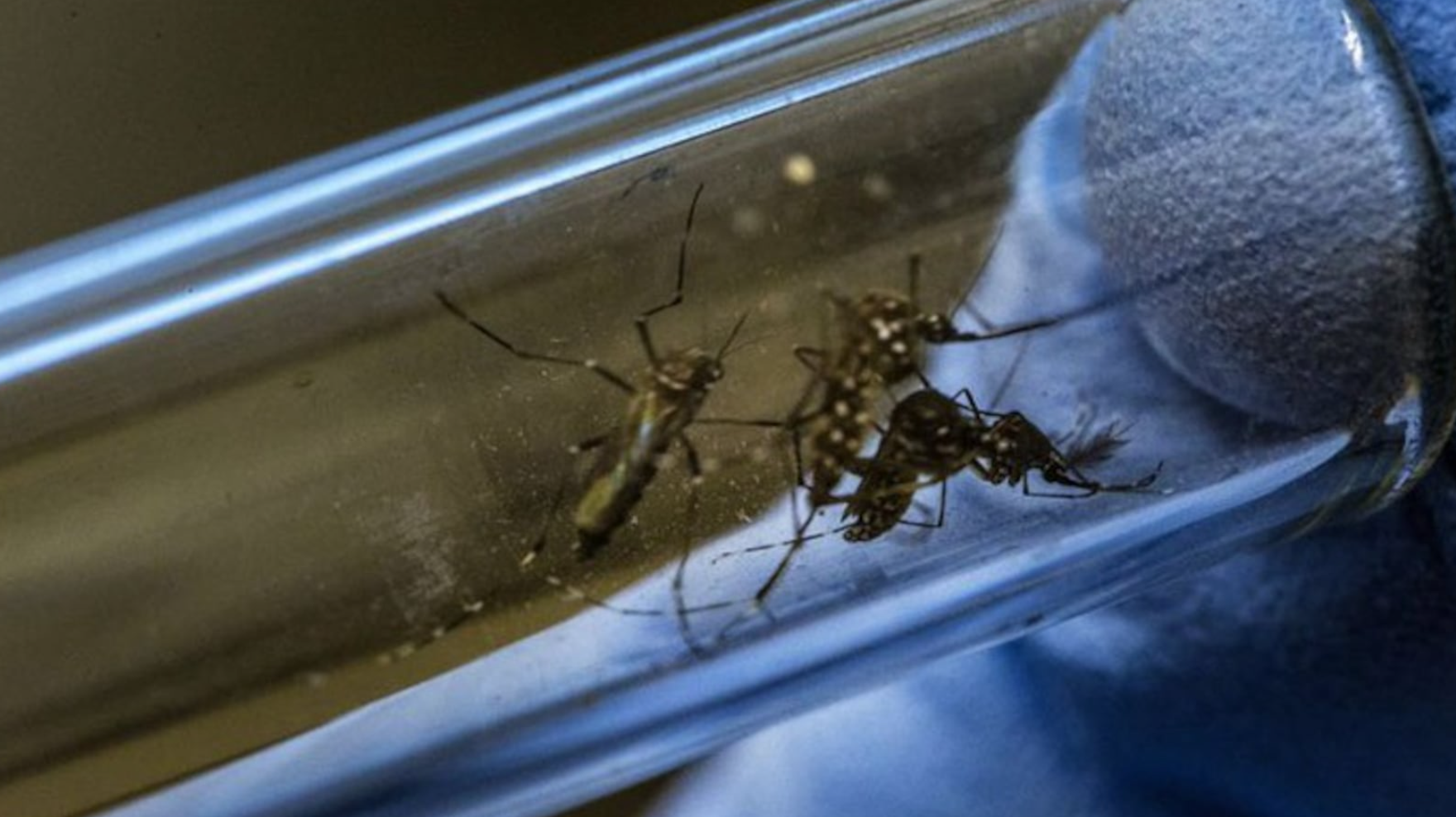 Incrementan a 475% casos de dengue en Nuevo León